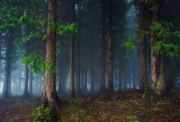 In the Forest Backdrop (Material: Microfiber)