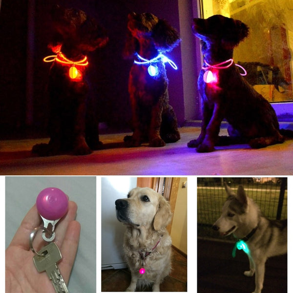Dog Collar Glowing